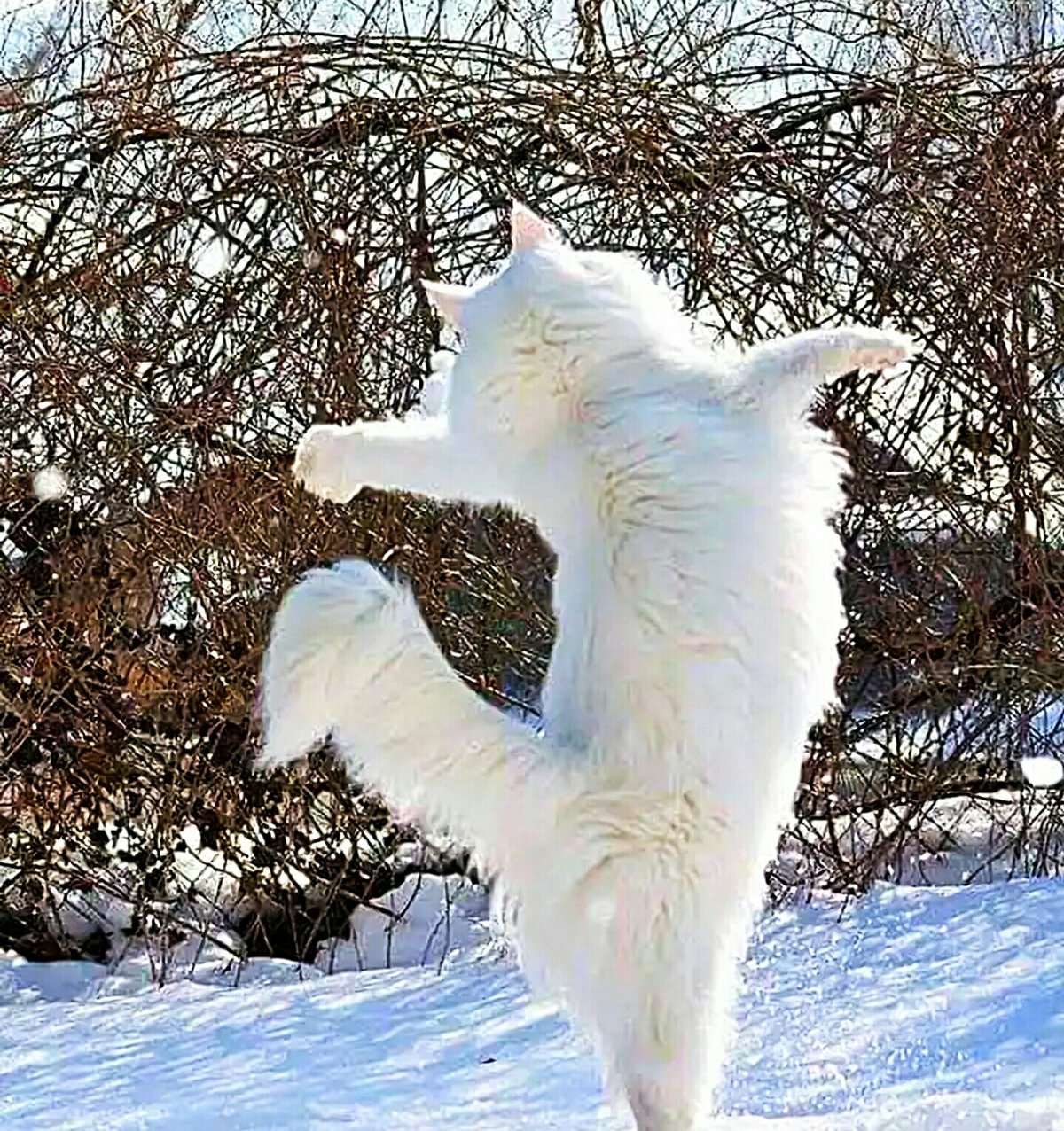 Снежный кот