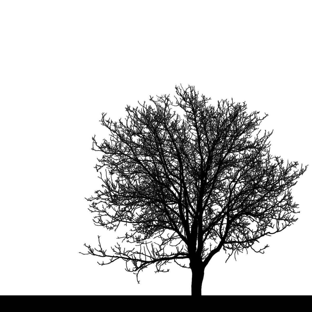 Силуэт дерева