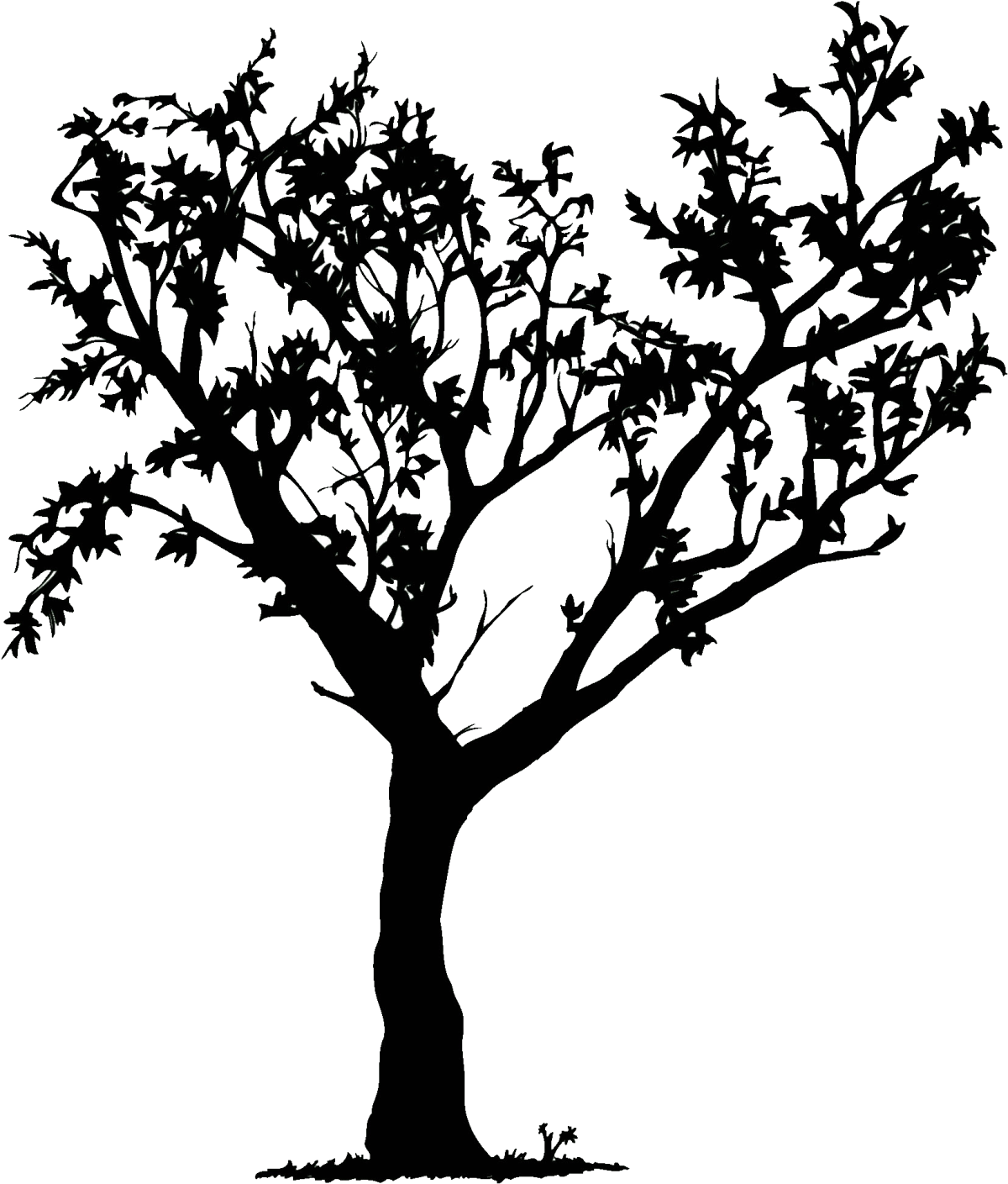 Дерево рисунок на прозрачном фоне