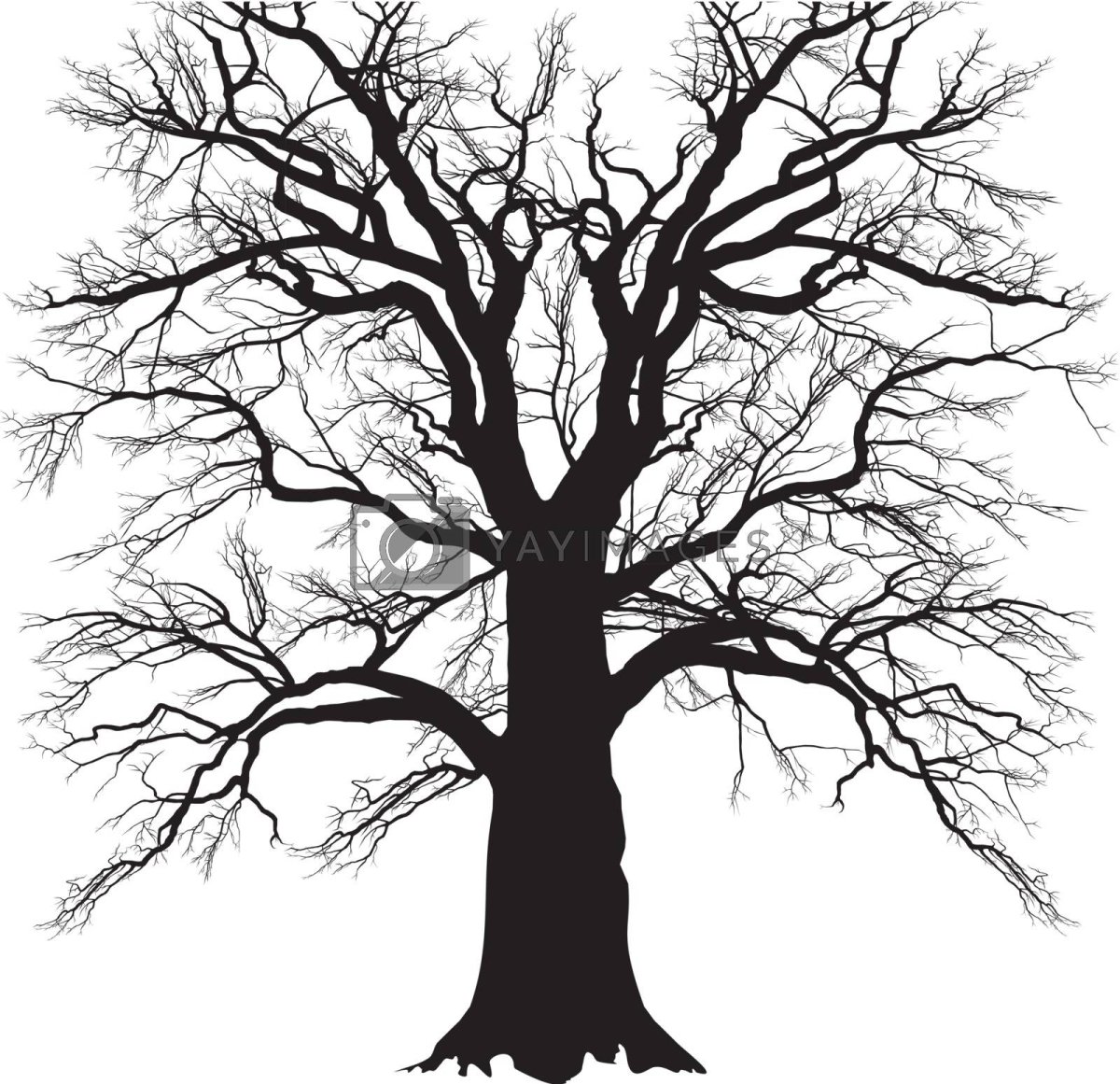 Черный силуэт дерева