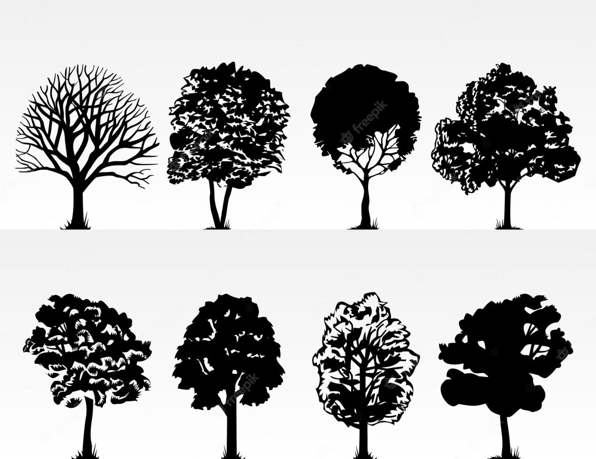 Силуэт дуба