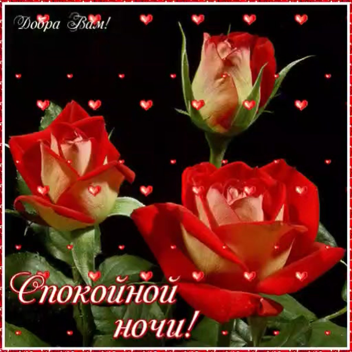 Красивые цветы и животные