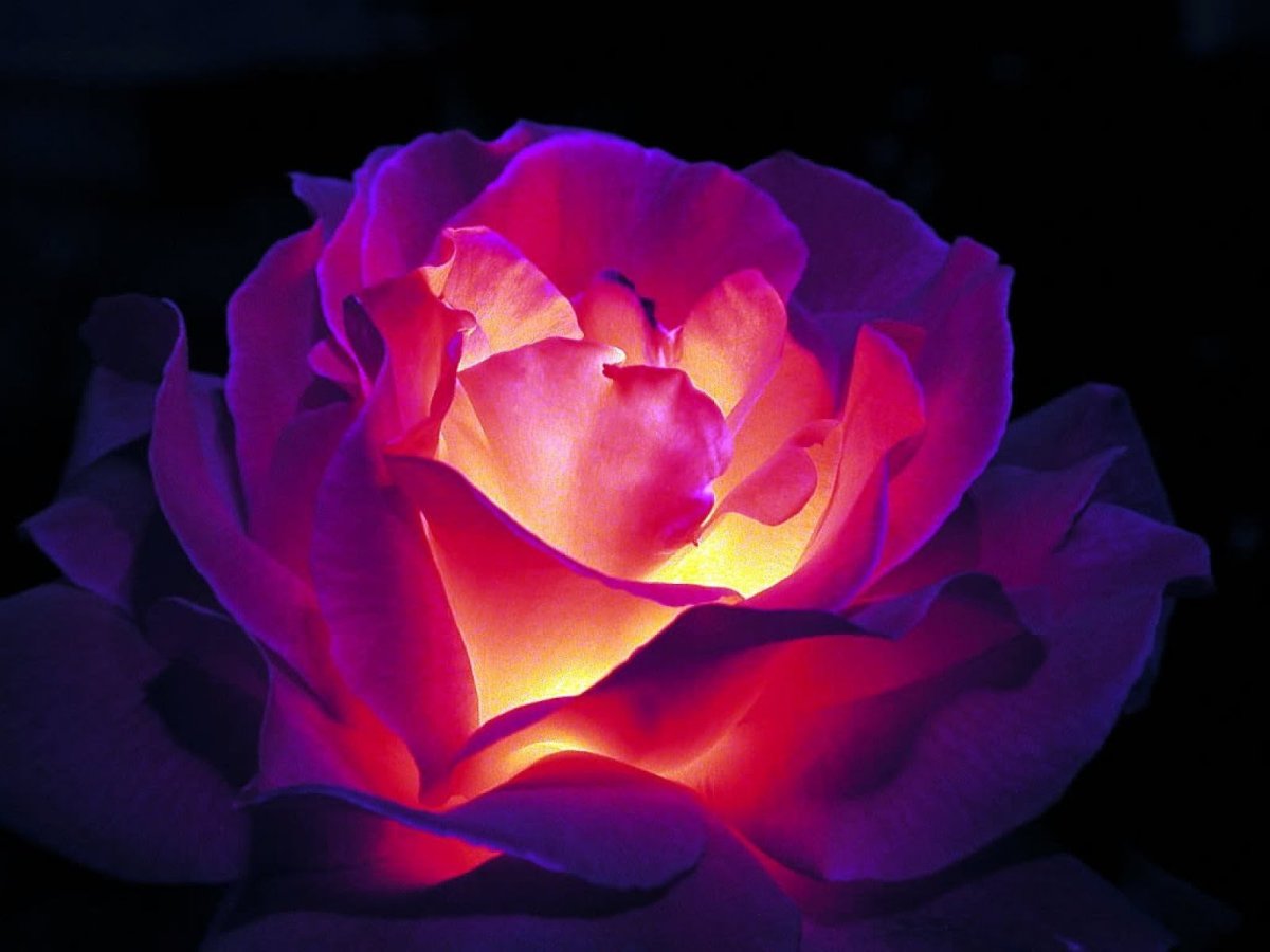 Розочка добрый вечер