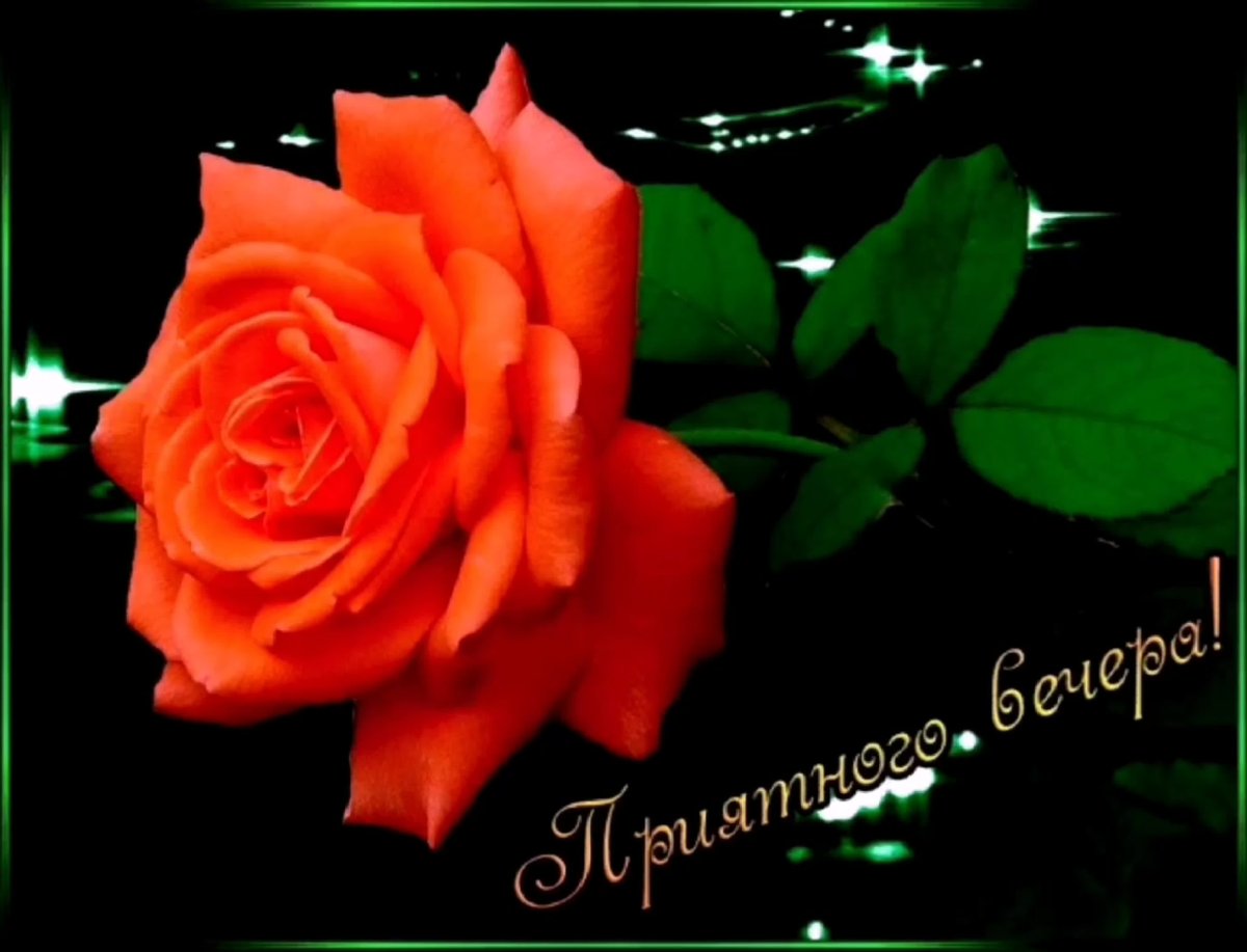 Цветы с пожеланием спокойной ночи