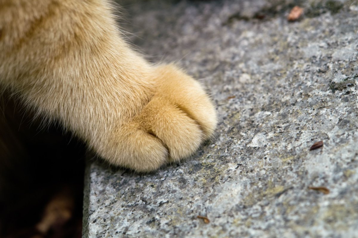 Лапа животного