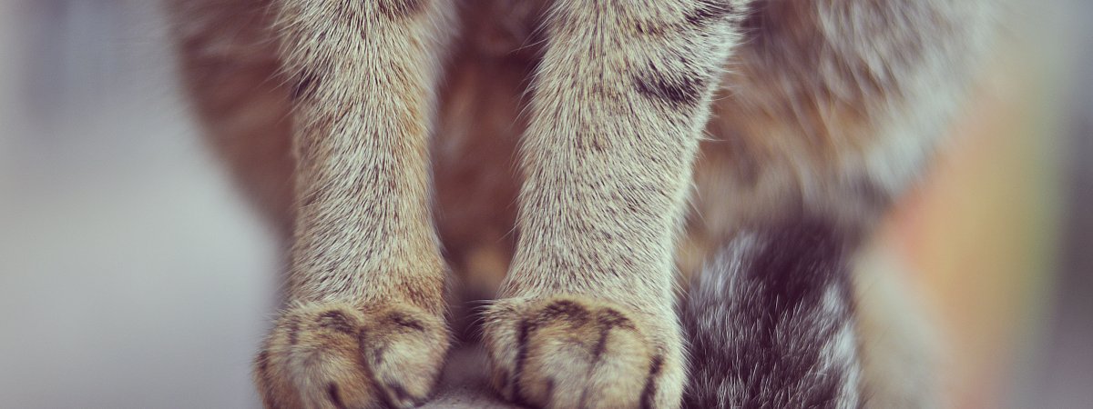 Лапы и хвост