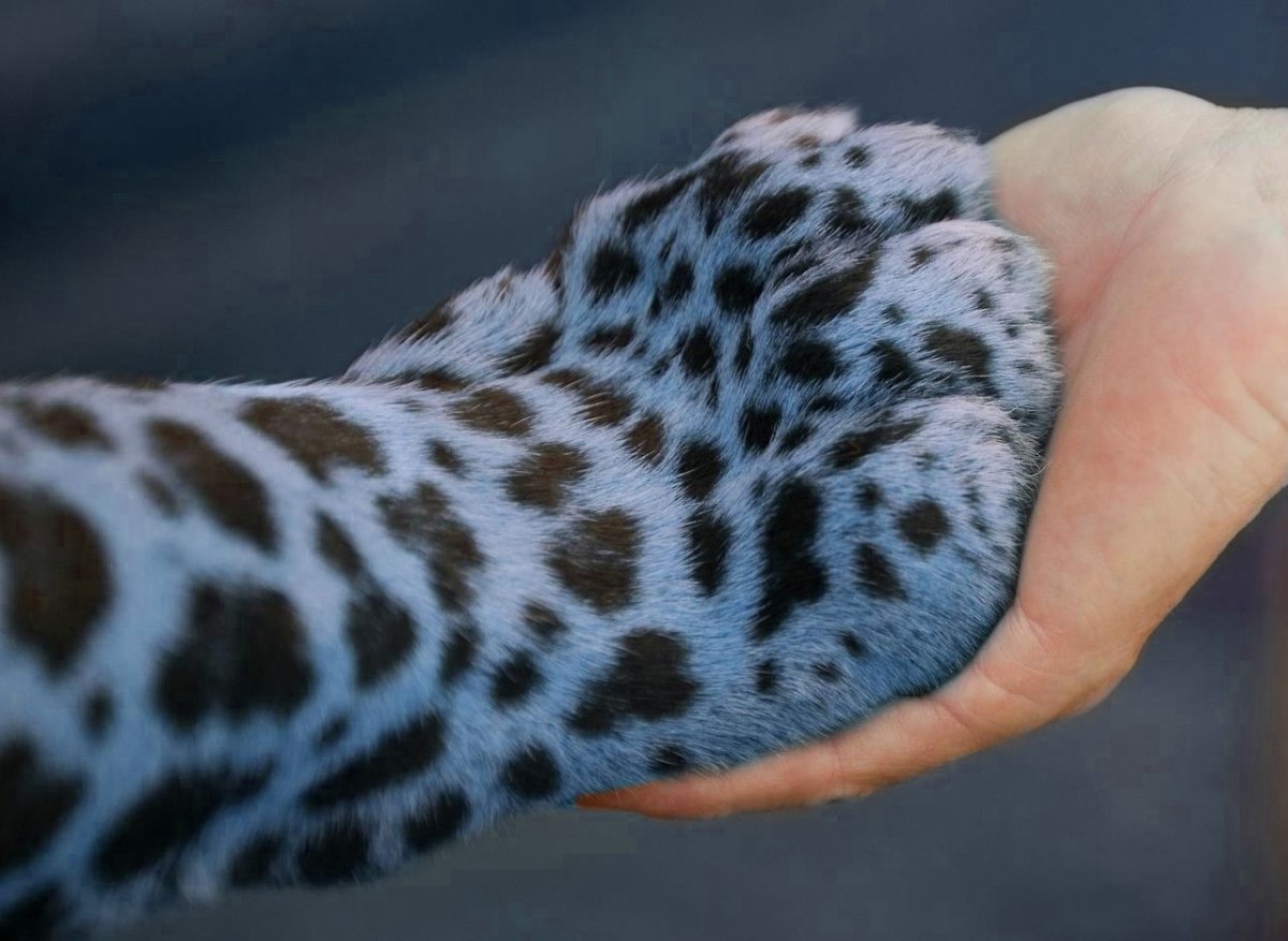 Лапа ягуара