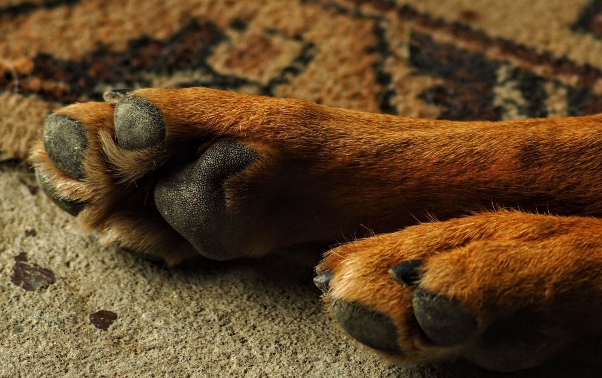 Лапа собаки