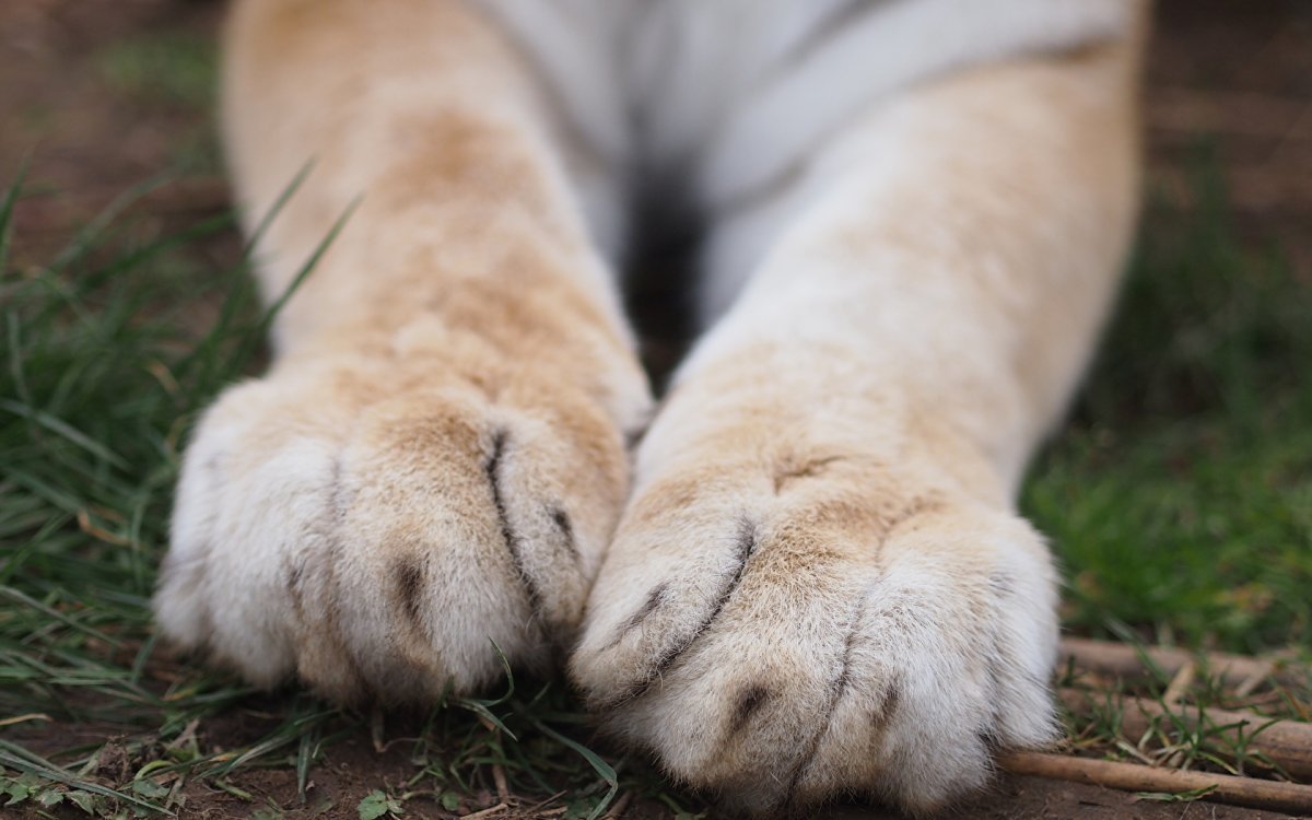 Лапы животных