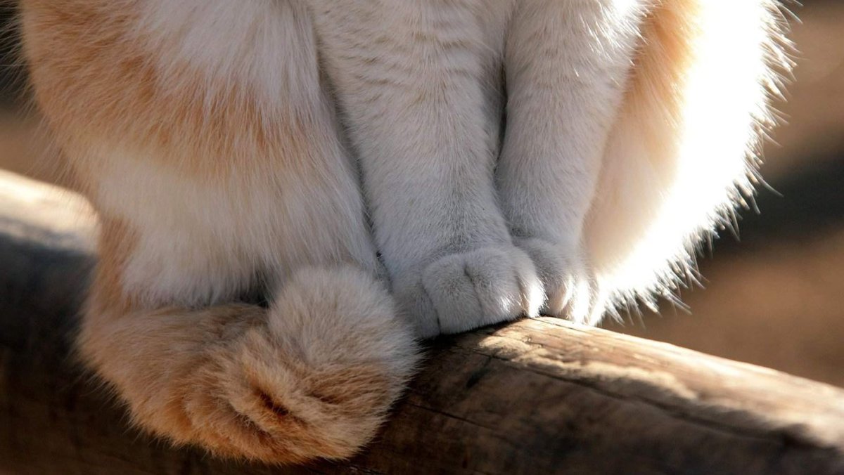 Лапки котика HD