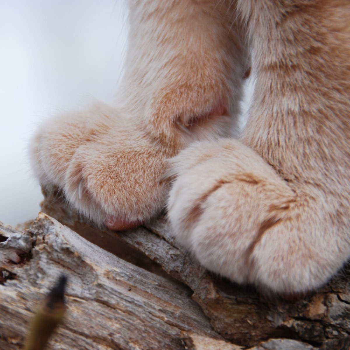 Лапки кошки