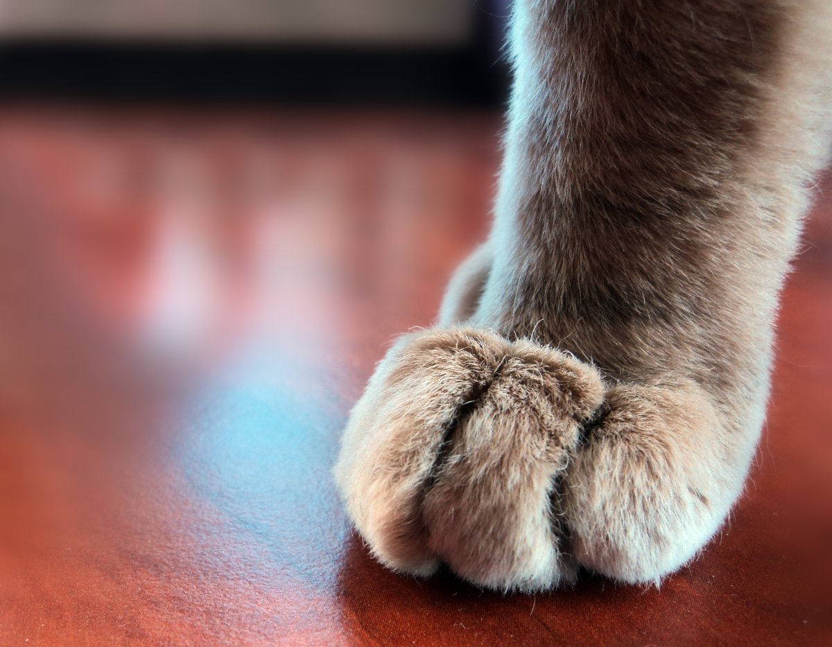Пушистые лапки котика