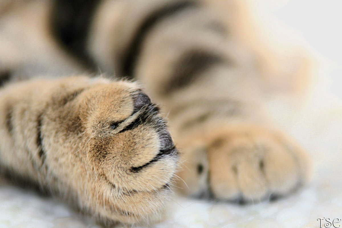 Лапа тигра с когтями