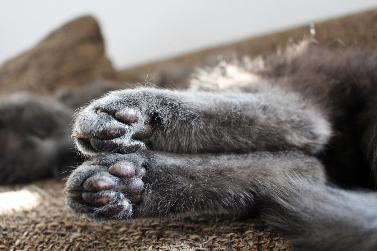 Кошачьи лапки картинки