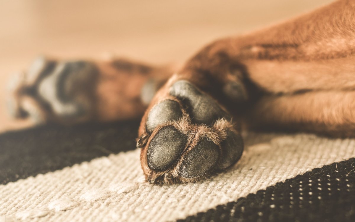 Лапка собачки