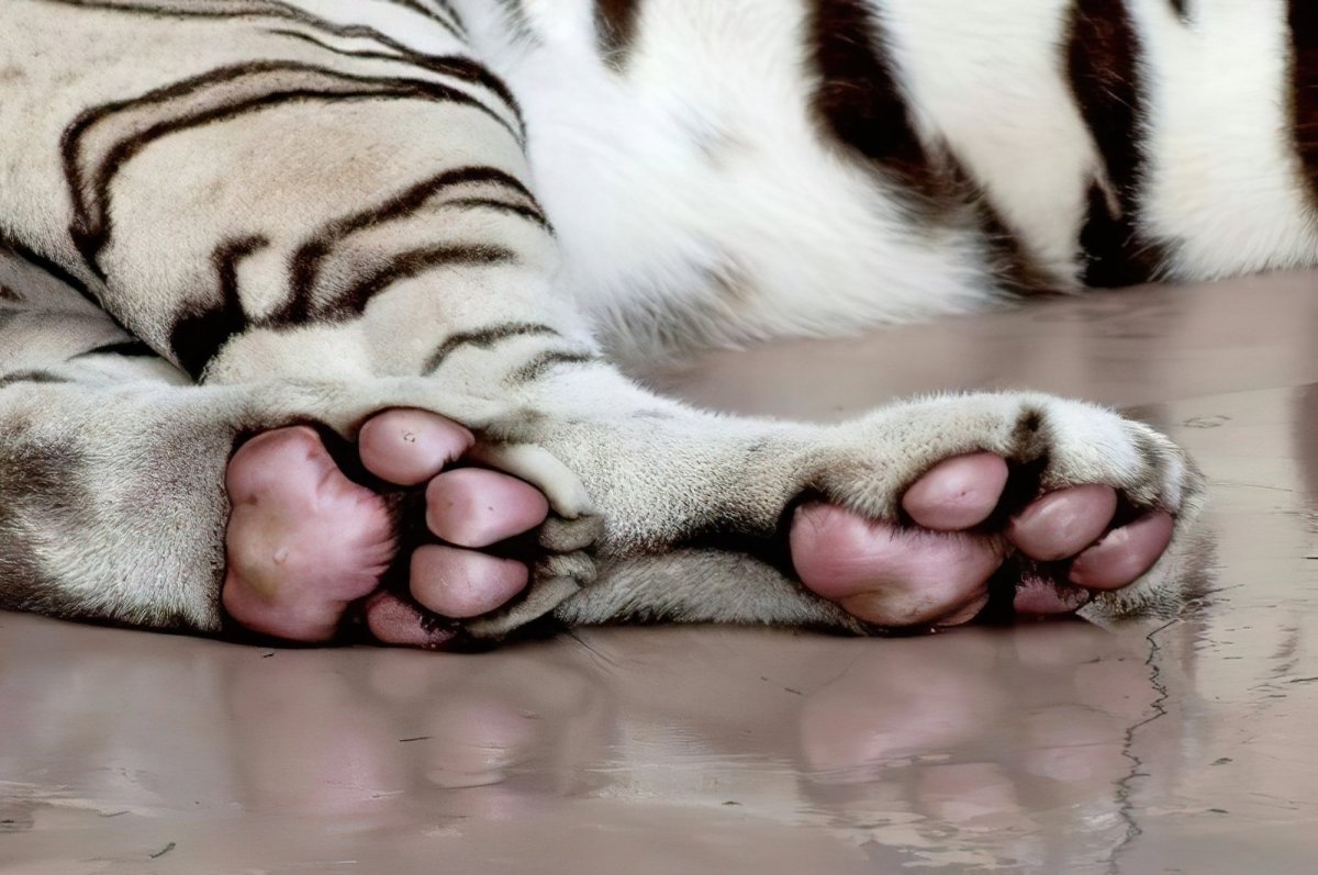 Собачья лапка