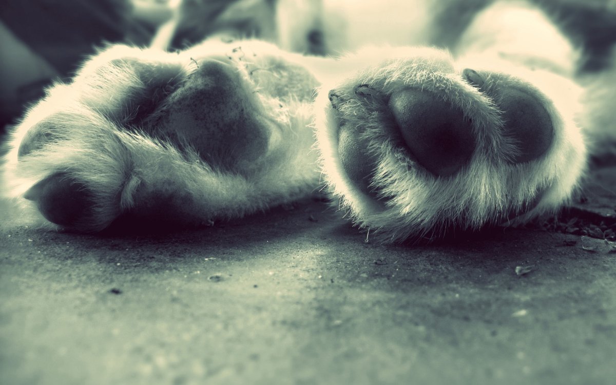 Белый флаг в лапах у животного