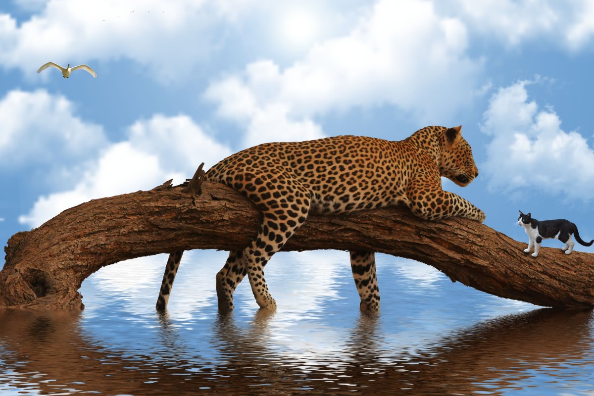 Леопарды в дикой природе