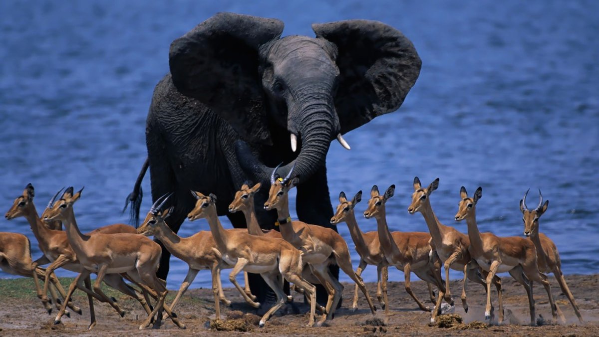 Животный мир Африки