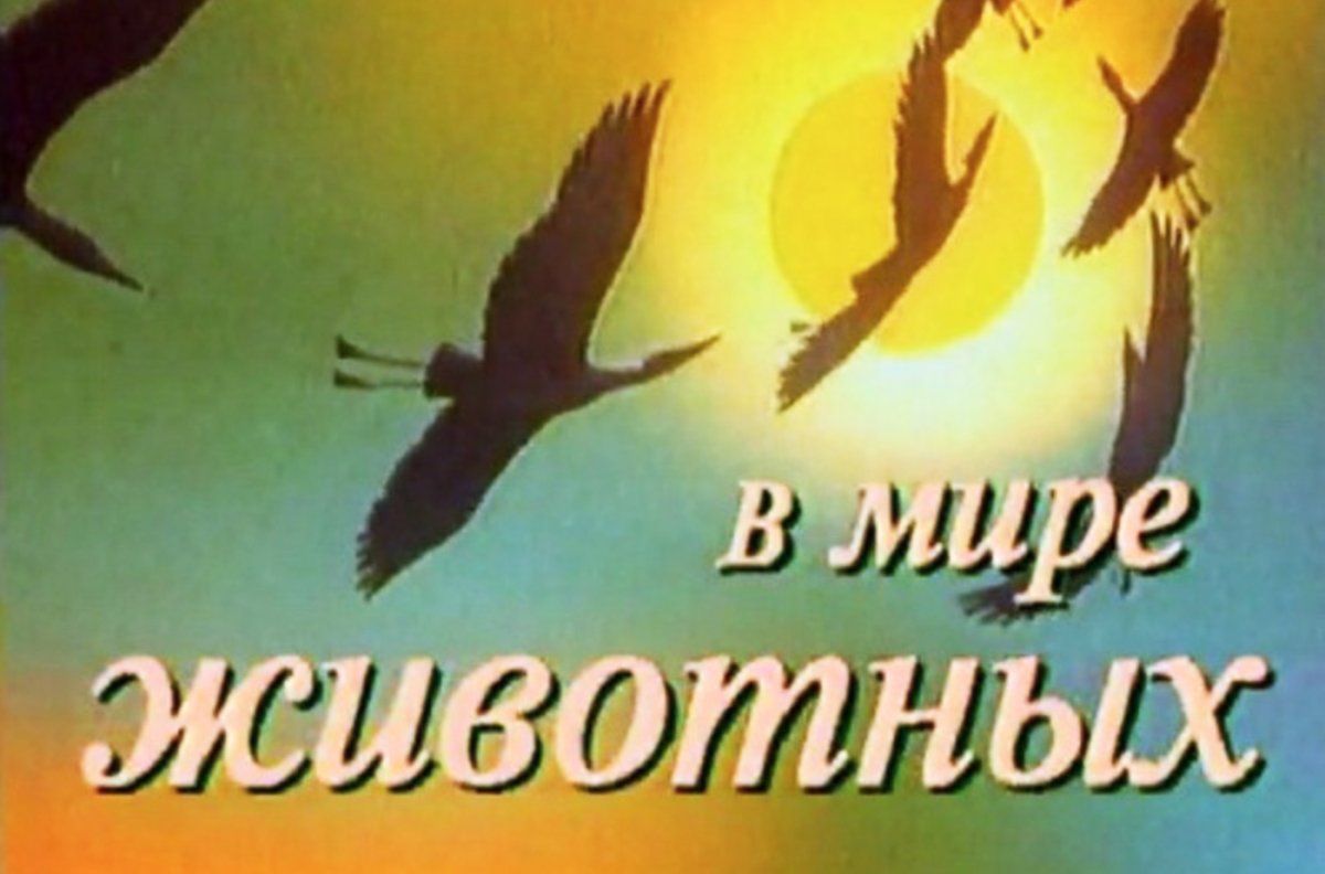 В мире животных 1968