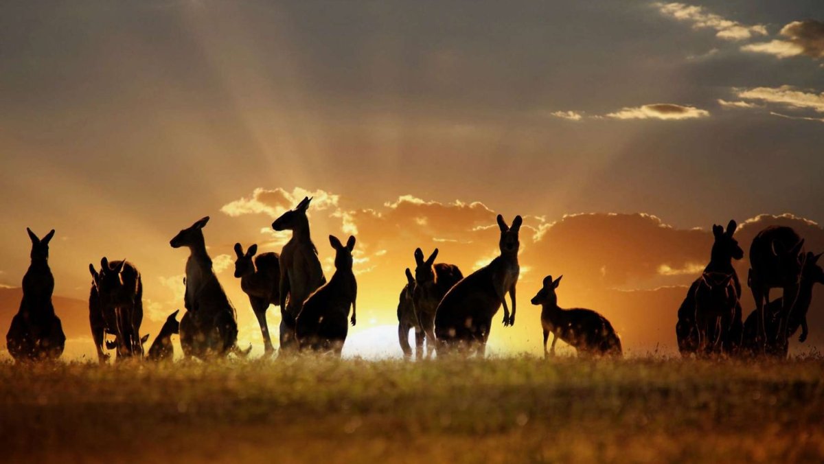 Австралия закат кенгуру