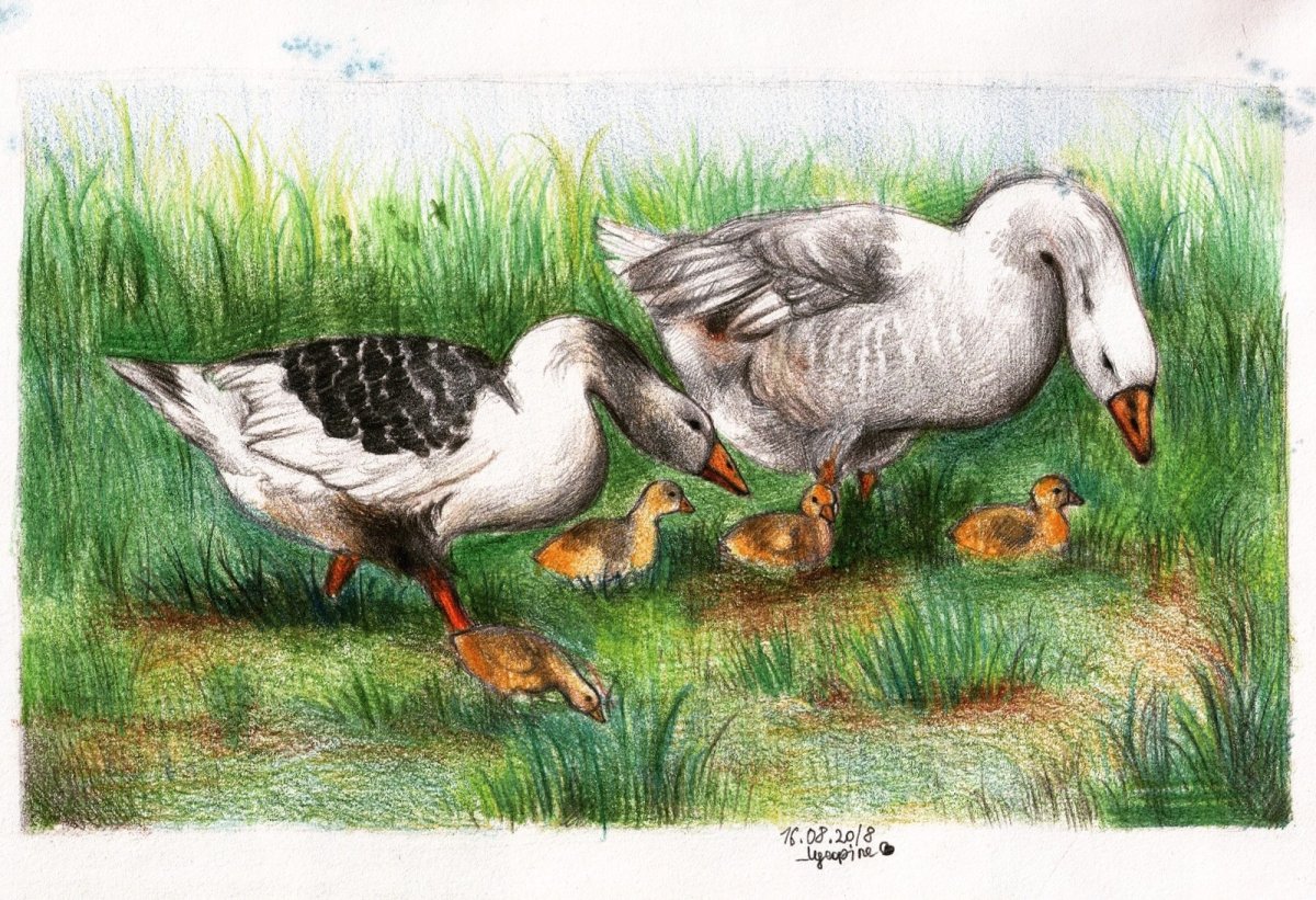 Гусь и журавль Ушинский