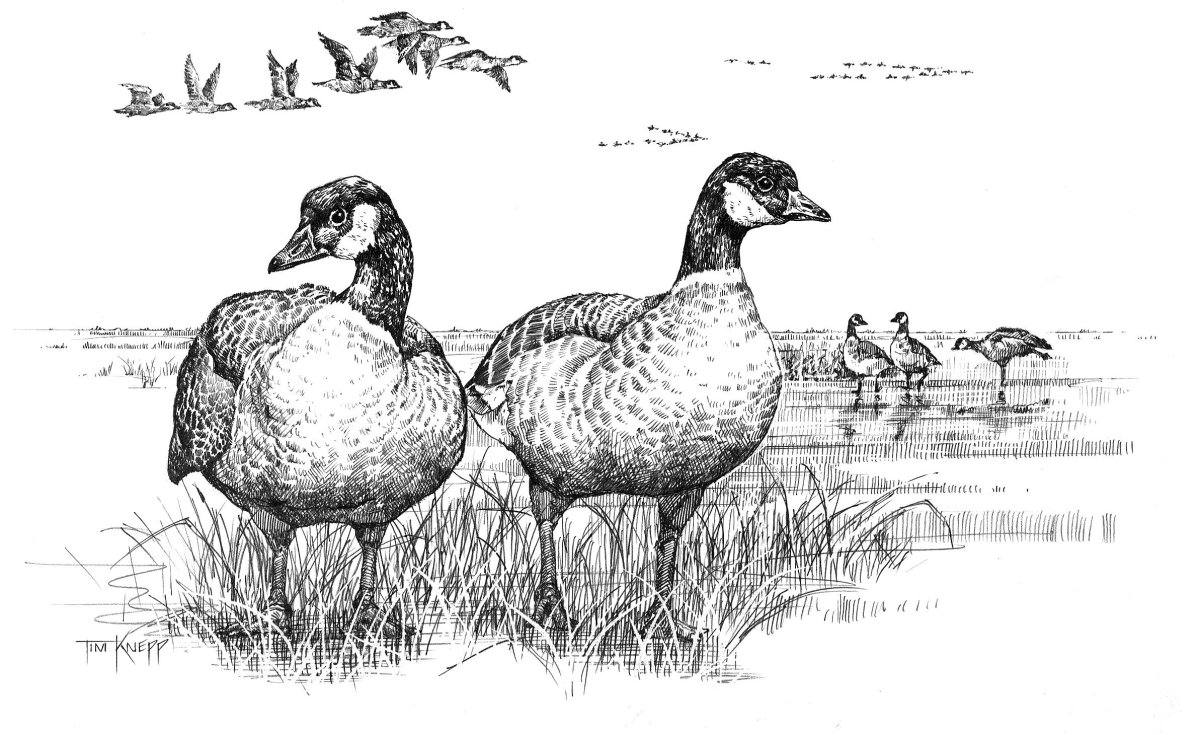 Произведение Пришвина ребята и утята