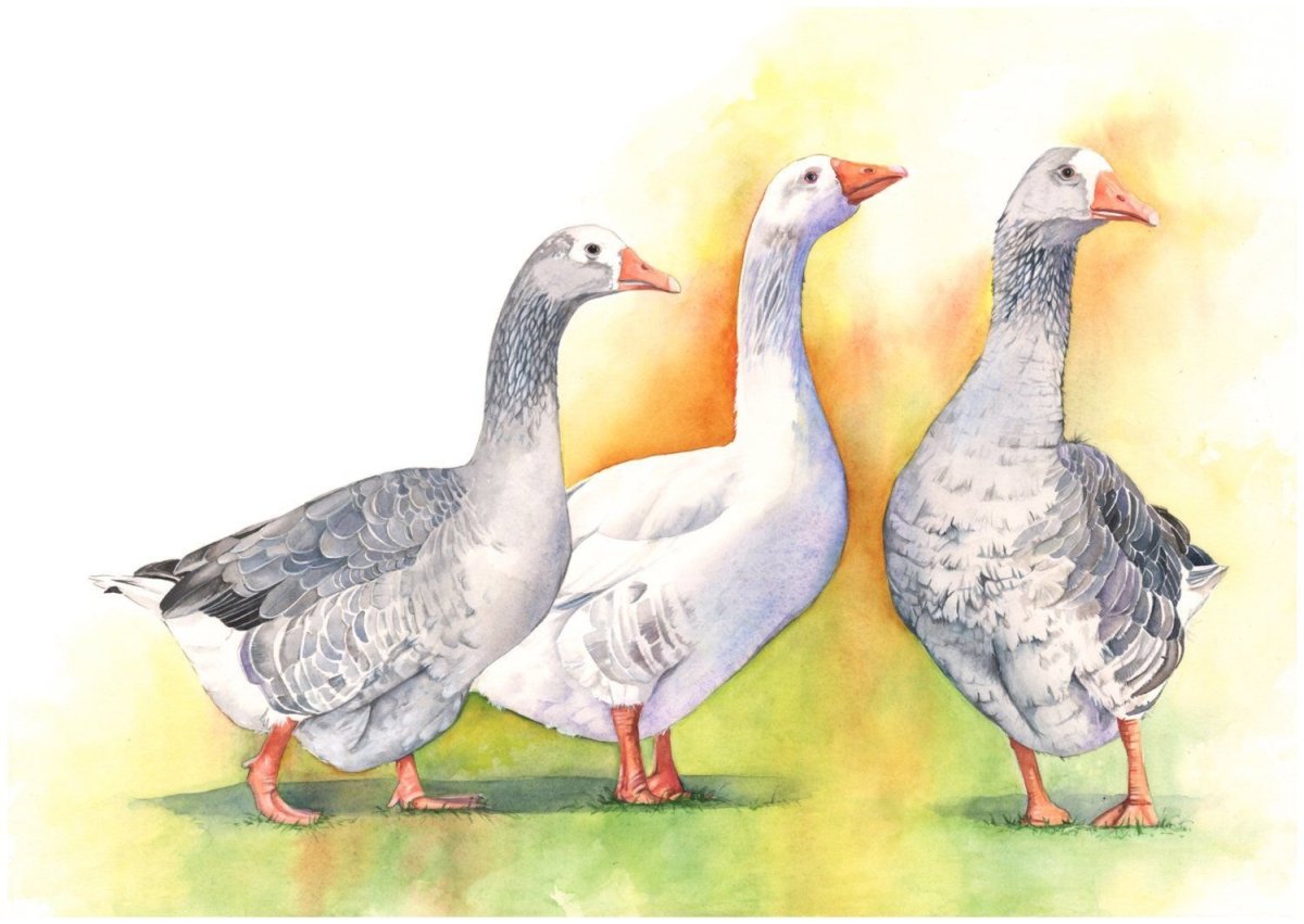 Два гуся серый и белый