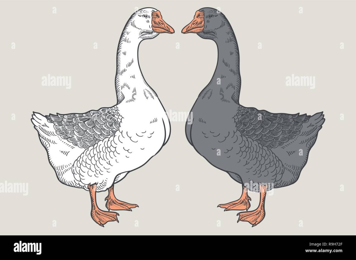 Гусь на голубом фоне