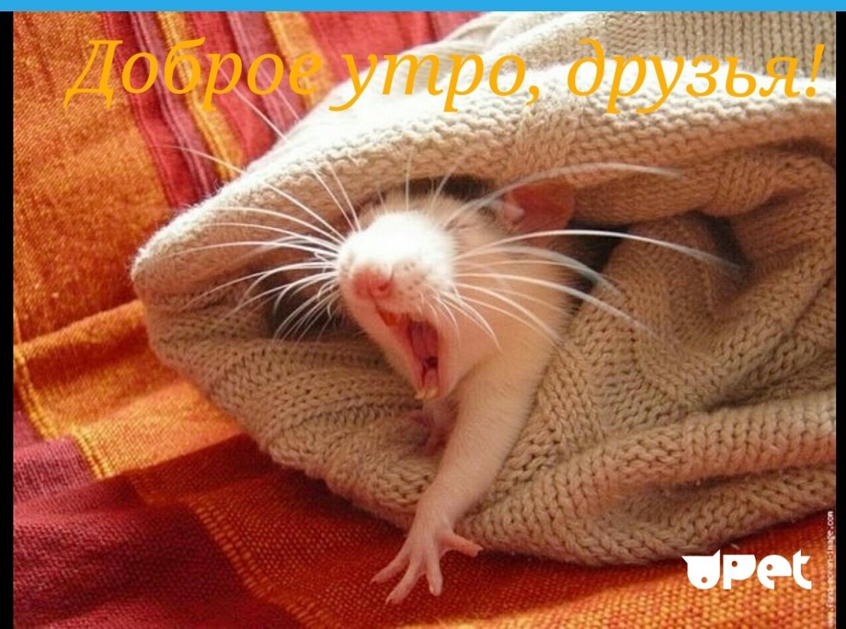 Спокойной ночи любимый цитаты