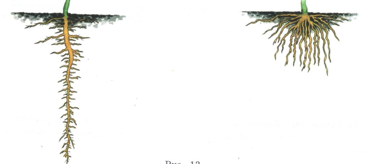 Растение с корнями на белом фоне