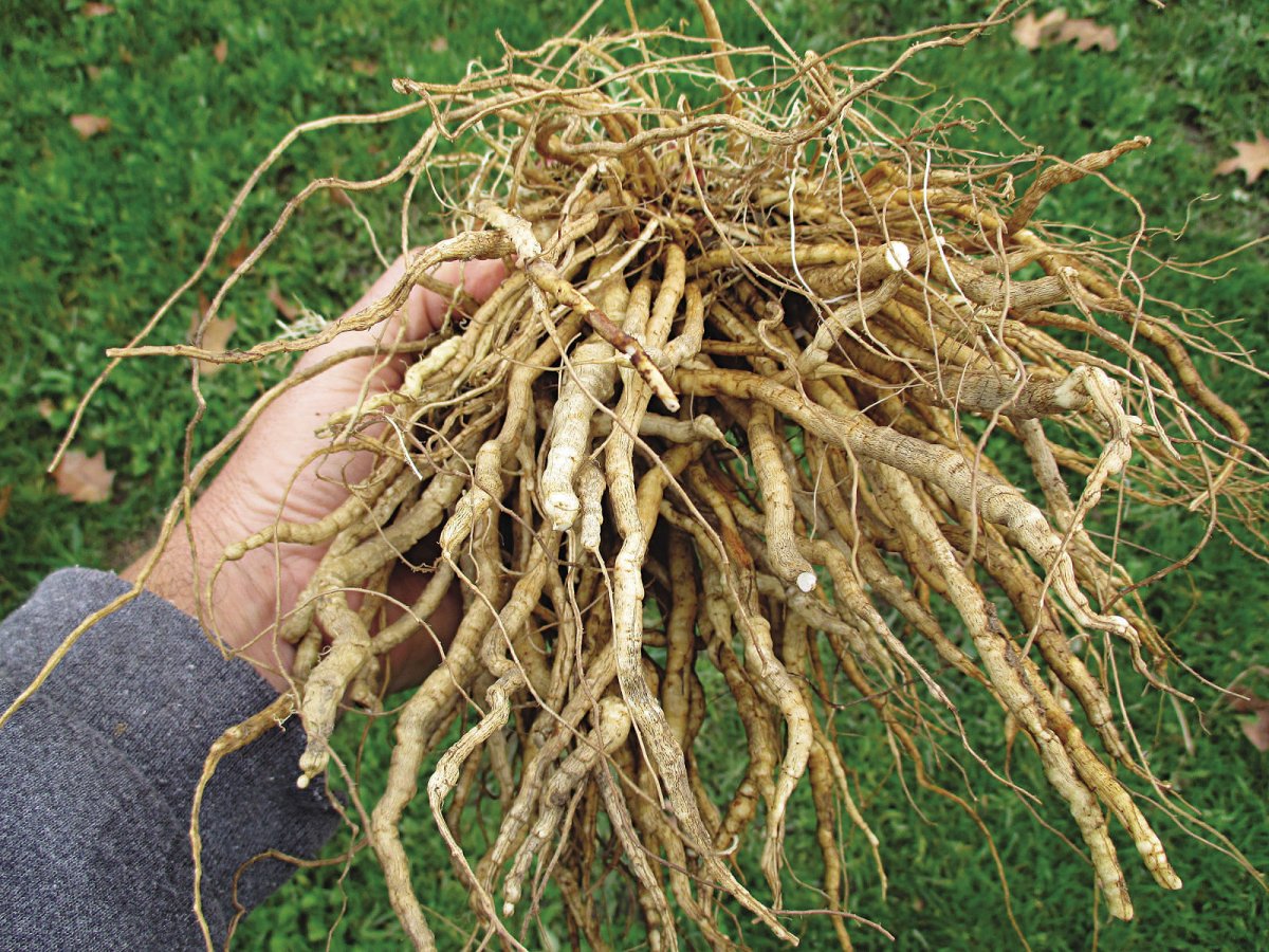 Корневище сорняков