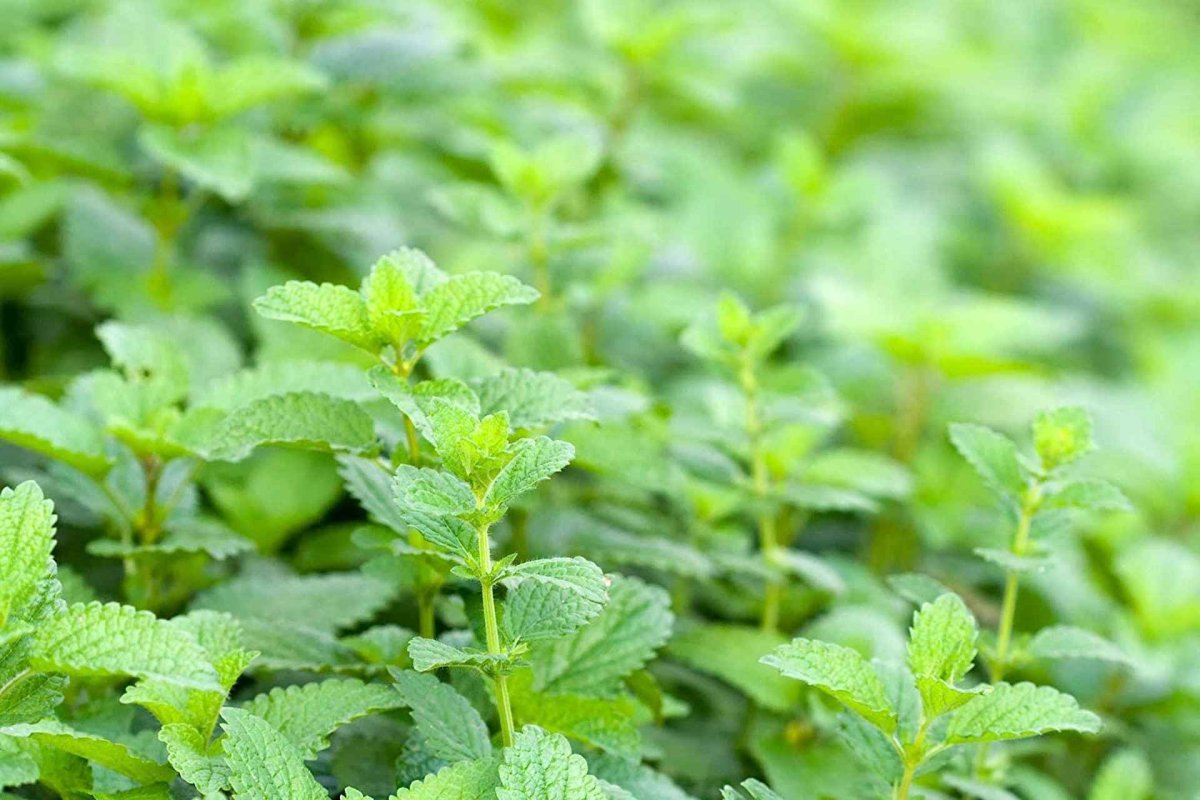 Гавриш Мелисса лекарственная