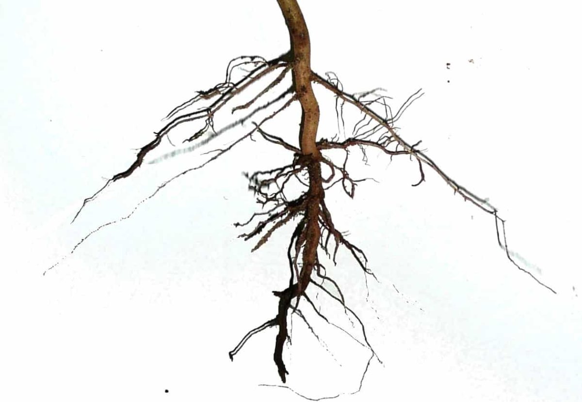 Корень акации