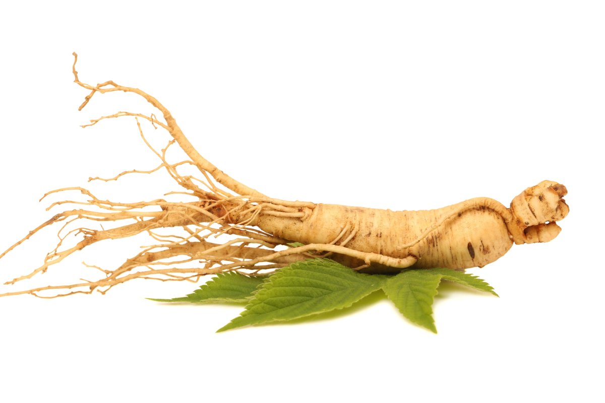 Panax Ginseng