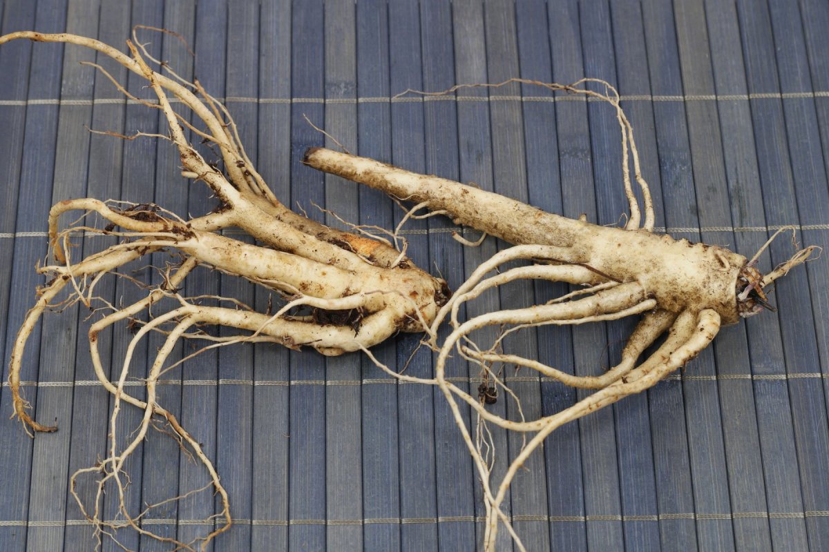 Корень платикодона