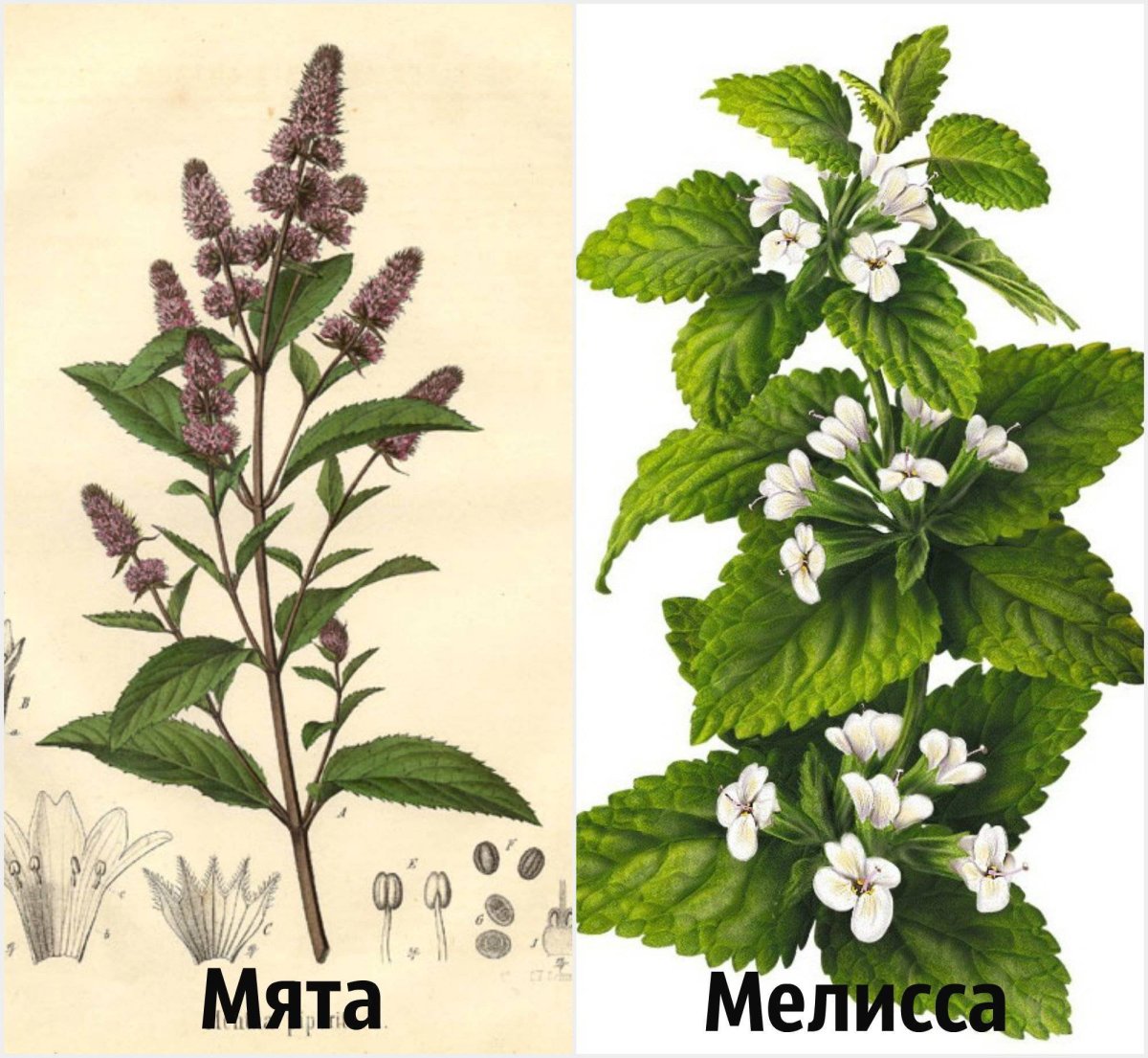 Мелисса лекарственная Lemon Balm