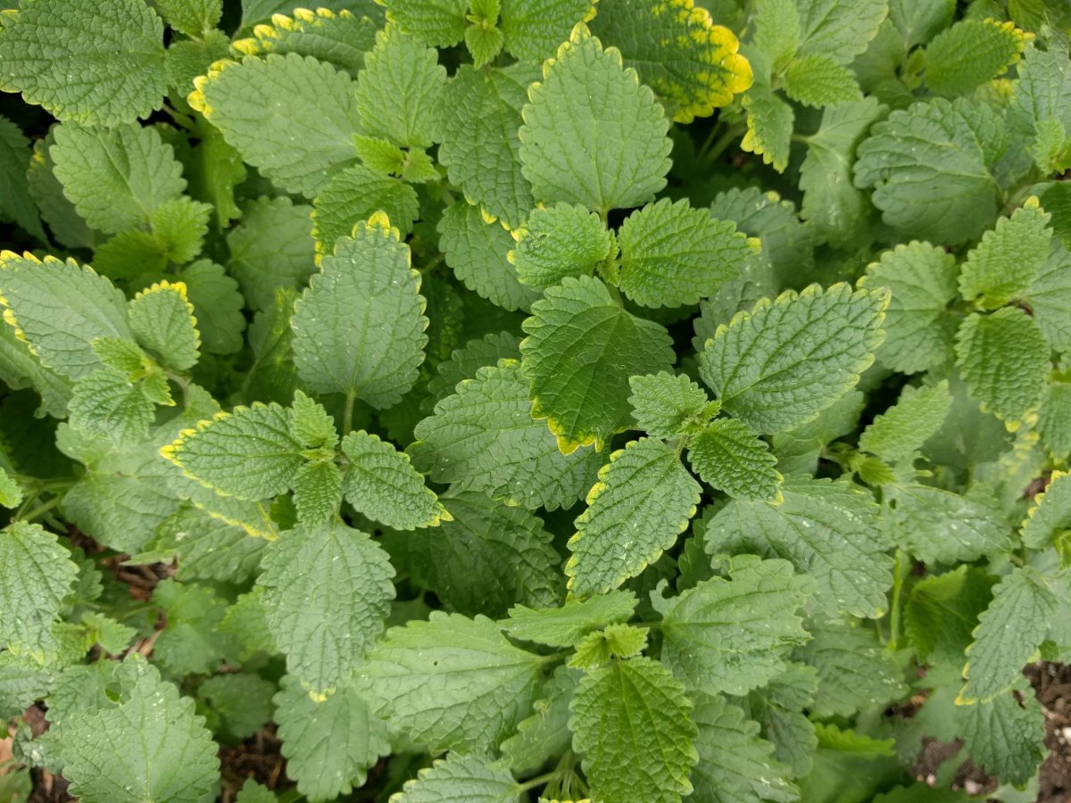 Летние травы герань мята Лаванда