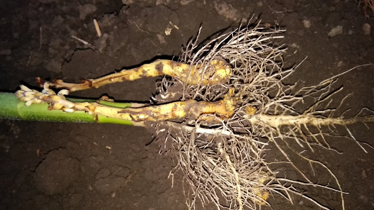 Корневые паразиты заразиха подсолнечниковая