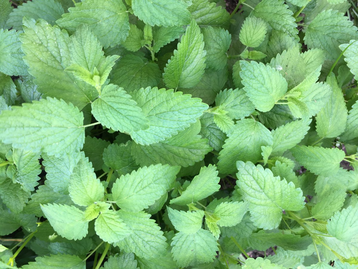 Мелисса лимонная