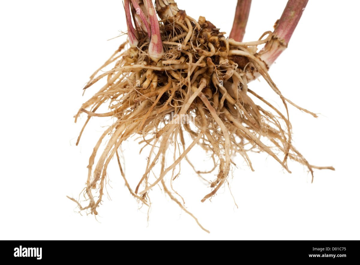 Корень на белом фоне