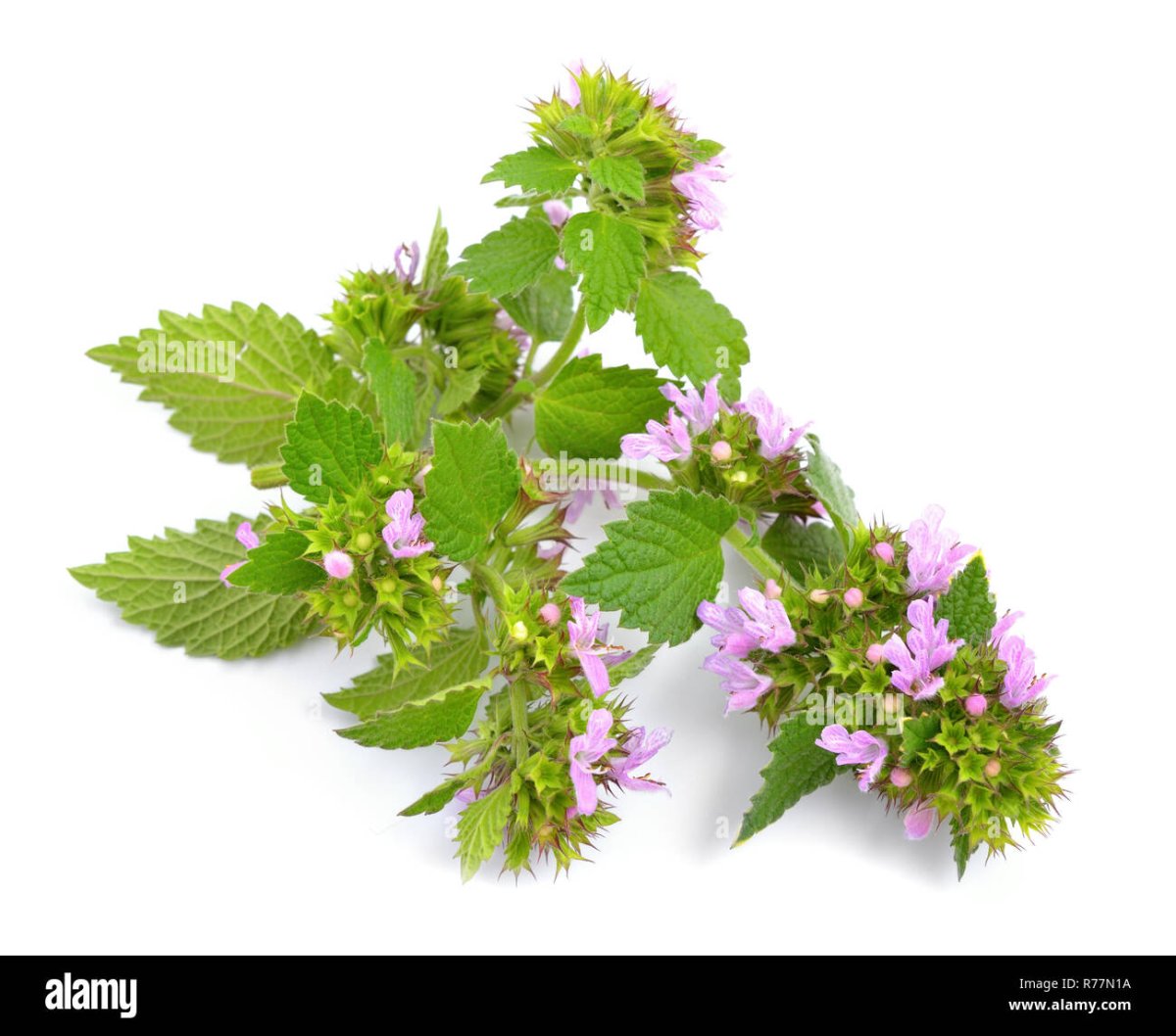 Мелисса этикетка