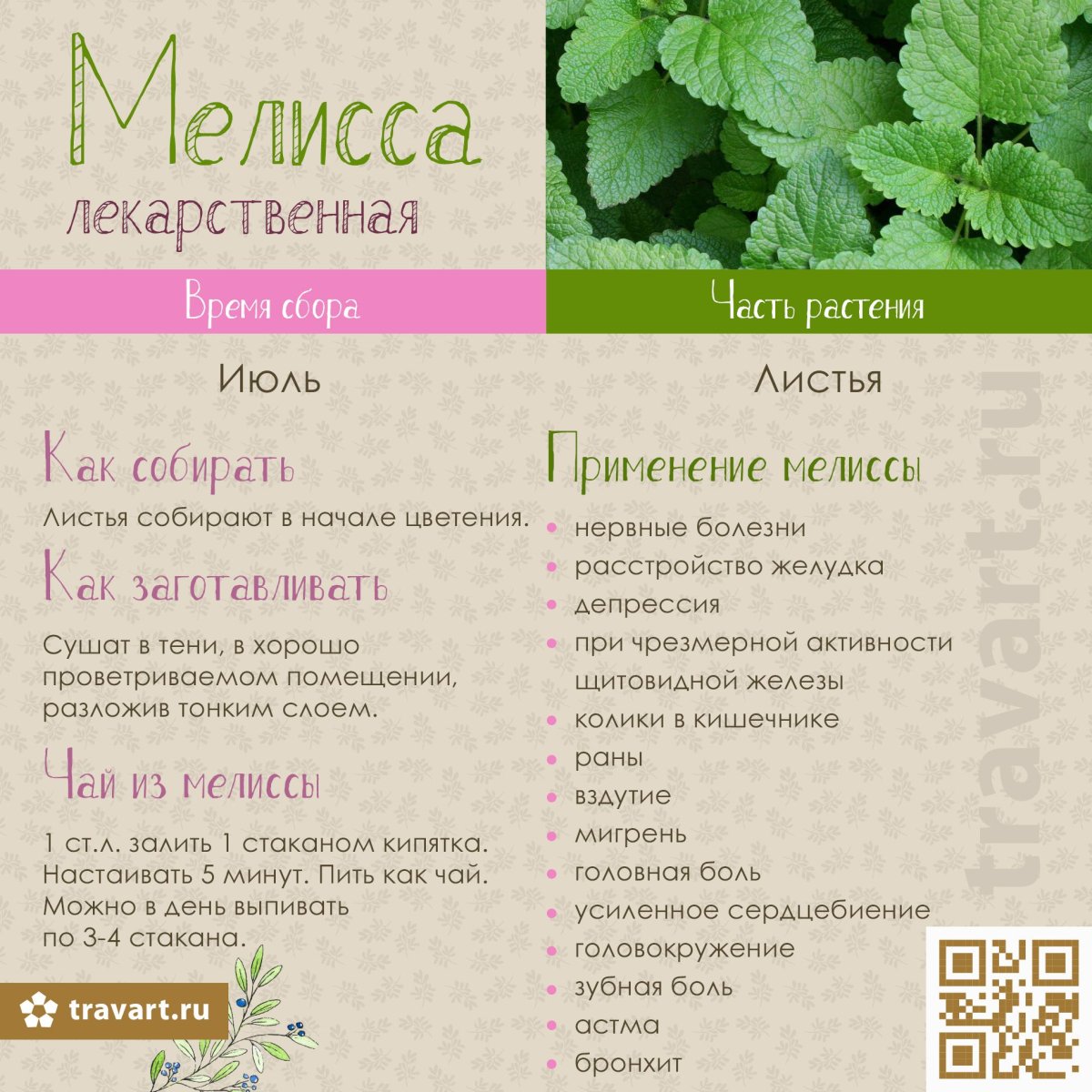 Лечебное растение мята