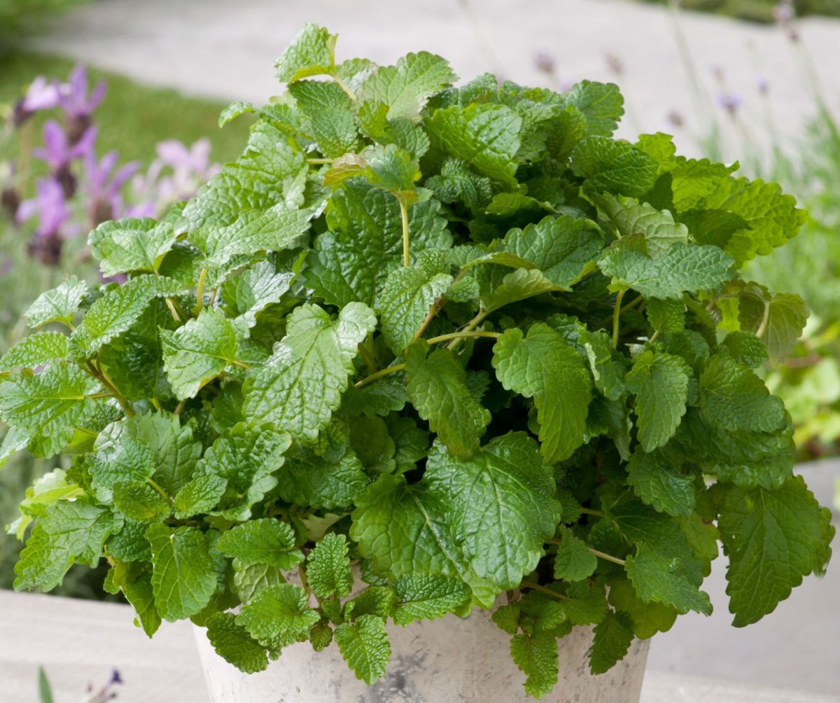 Мелисса перечная