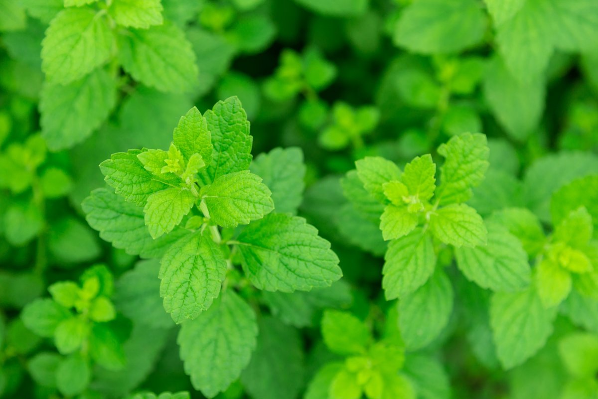 Мята Мелисса лекарственная