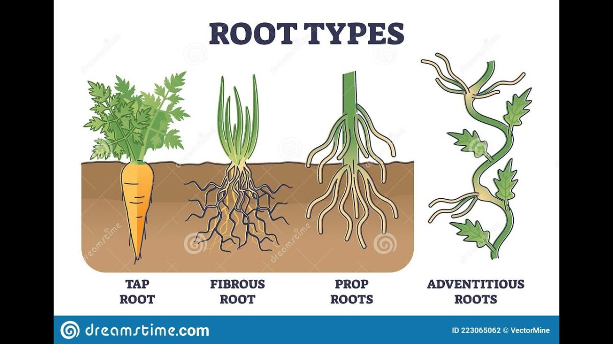 Kind root