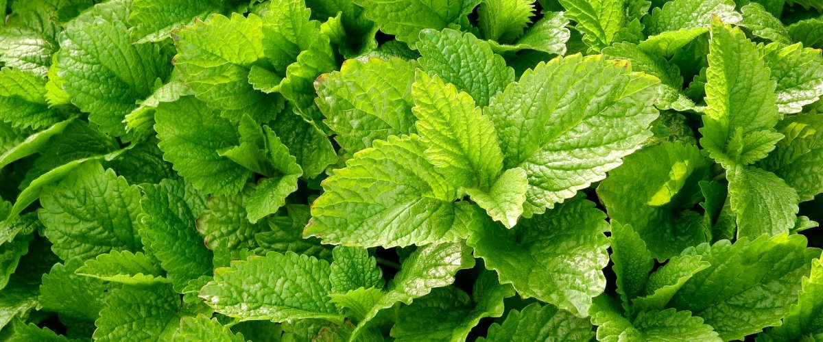 Экстракт мелиссы