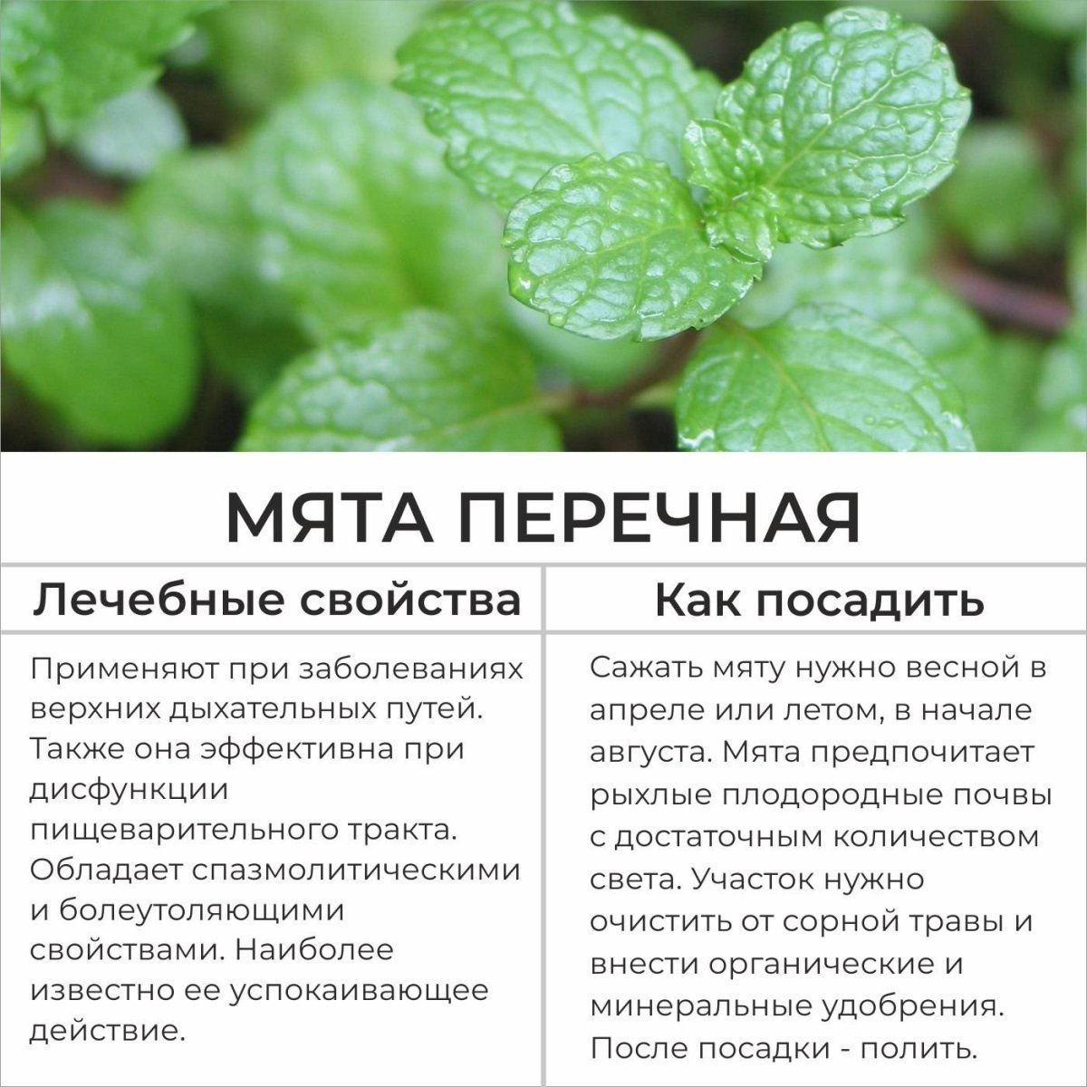 Мята и Мелисса