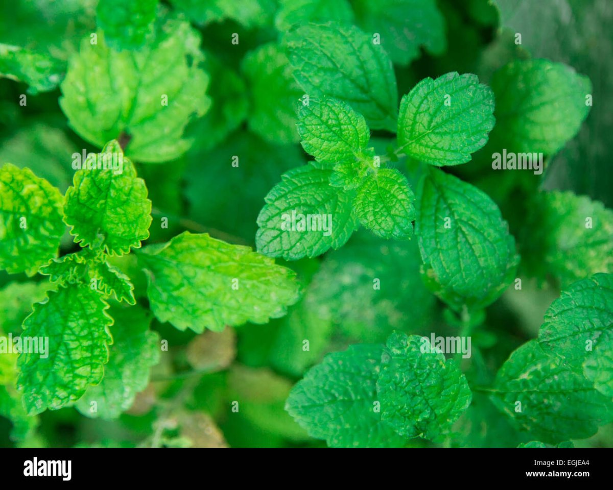 Мелисса Бор