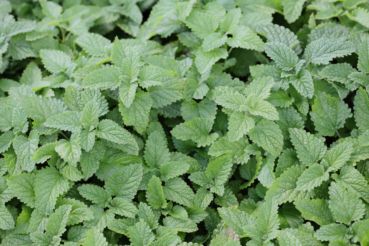 Мелисса характеристика растения